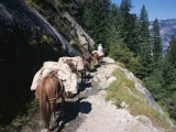 Pack Horses and Tourist Trekking, Merced Valley, Yosemite National Park, California, USA Photographic Print by Lorraine Wilson