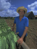 Harvesting Tobacco, Cuba, West Indies Photographie par Gavin Hellier