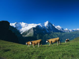 Cows in Alpine Meadow with Fiescherhorner and Eiger Mountains Beyond, Swiss Alps, Switzerland Photographic Print by Ruth Tomlinson