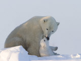 Polar Bear with a Cub, (Ursus Maritimus), Churchill, Manitoba, Canada Photographic Print by Thorsten Milse