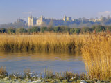 Reeds Beside the River Arun, West Sussex, England Photographic Print by Pearl Bucknell