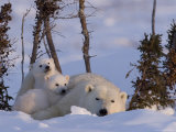 Polar Bear with Cubs, (Ursus Maritimus), Churchill, Manitoba, Canada Photographie par Thorsten Milse