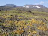 Gorely Volcano, Tundra Plants on Slopes, Summit Crater Rims on Skyline, East Siberia, Russia Photographic Print by Anthony Waltham