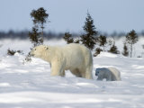 Polar Bear with a Cub, (Ursus Maritimus), Churchill, Manitoba, Canada Photographic Print by Thorsten Milse