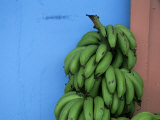 Unripened Bananas, Island of Tobago, West Indies, Caribbean, Central America Photographie par Yadid Levy