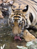Bengal Tiger, (Panthera Tigris Tigris), Bandhavgarh, Madhya Pradesh, India Photographic Print by Thorsten Milse