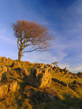 Bare Tree on Stony Outcrop, Parwich, Hartington, Derbyshire, England Photographic Print by Pearl Bucknell