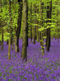 Bluebells in a Beech Wood, West Stoke, West Sussex, England, UK Photographic Print by Pearl Bucknell