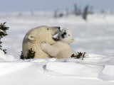 Polar Bear with a Cub, (Ursus Maritimus), Churchill, Manitoba, Canada Photographic Print by Thorsten Milse