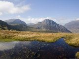Bogbean (Menyanthes Trifoliata) in Foreground, with Glyder Fach, Conwy, Wales Fotografisk trykk av Pearl Bucknell