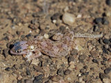 Web-Footed Gecko (Palmotogecko Rangei), Skeleton Coast, Namibia, Africa Photographic Print by James Hager