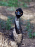 Emu (Dromaius Novachollandiae) in Captivity, Airlie Beach, Queensland, Australia, Pacific Photographic Print by James Hager
