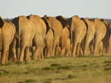 Line of African Elephants (Loxodonta Africana), Addo Elephant National Park, South Africa, Africa Photographic Print by James Hager