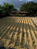 Coffee Beans Drying in the Sun, San Pedro, Atitlan Lake, Guatemala, Central America Lámina fotográfica por Aaron McCoy