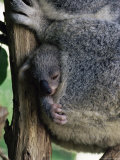 Baby Koala Bear (Phascolarctos Cinereus) in Pouch, Brisbane, Queensland, Australia, Pacific Reprodukcja zdjęcia autor James Hager