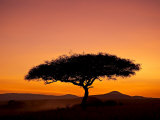 Acacia Tree Silhouetted at Dawn, Masai Mara Game Reserve, Kenya, East Africa, Africa Photographie par James Hager