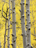 Aspen Trunks and Fall Foliage, Near Telluride, Colorado, United States of America, North America Photographic Print by James Hager