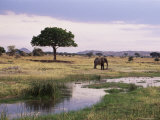 African Elephant (Loxodonta Africana), Tarangire National Park, Tanzania, East Africa, Africa Photographie par James Hager