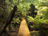 Boardwalk Through Rainforest, Maits Rest, Great Otway National Park, Victoria, Australia, Pacific Photographic Print by Jochen Schlenker
