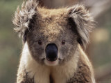 Koala Bear (Phascolarctos Cinereus), Phillip Island, Victoria, Australia, Pacific Reprodukcja zdjęcia autor James Hager