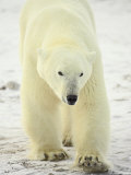 Polar Bear (Thalarctos Maritimus), Churchill, Manitoba, Canada, North America Photographic Print by James Hager