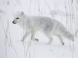 Arctic Fox (Alopex Lagopus) Running in Snow, Near Churchill, Manitoba, Canada, North America Photographic Print by James Hager