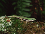 Lined Day Gecko (Phelsuma Lineata), in Captivity, from Madagascar, Africa Photographic Print by James Hager