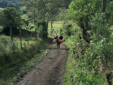 Dog Leads the Way for Donkey and Keeper, Near Cotopaxi Volcano, Ecuador, South America Photographic Print by Aaron McCoy