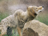 Coyote (Canis Latrans), in Captivity, Sandstone, Minnesota, United States of America, North America Photographic Print by James Hager