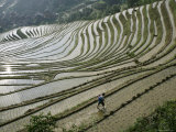 Chinese Farmer in Ricefield in June, Longsheng Terraced Ricefields, Guangxi Province, China, Asia Photographie par Angelo Cavalli