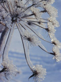 Close-up of 'Jewels' of Ice on a Plant, Norway, Scandinavia, Europe Photographic Print by Kim Hart