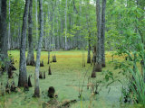 Atchafalaya Swamp Near Gibson in the Heart of 'Cajun Country', Louisiana, USA Photographie par Robert Francis