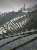 Longsheng Terraced Ricefields in June, Guangxi Province, China, Asia Photographie par Angelo Cavalli