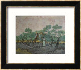 Women Picking Olives Láminas por Vincent van Gogh Women Picking Olives Láminas por Vincent van Gogh