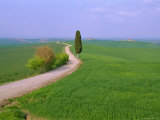 Narrow Road Through Countryside Near Siena, Tuscany, Italy Photographic Print by Bruno Morandi Narrow Road Through Countryside Near Siena, Tuscany, Italy Photographic Print by Bruno Morandi