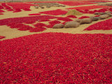 Picked Red Chilli Peppers Laid out to Dry, Rajasthan, India Photographic Print by Bruno Morandi