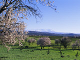 Almond Trees in Bloom, Haut Atlas (High Atlas), Morocco, North Africa, Africa Photographic Print by Bruno Morandi