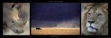 Rhinos and Lion Posters par Michel & Christine Denis-Huot