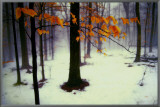 Quiet Woods Framed Canvas Print by David Winston