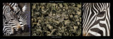 Zebras Migration Affiches par Michel & Christine Denis-Huot