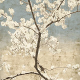 Cherry Blossoms I Prints by John Seba
