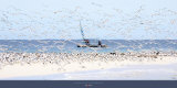 Madagascar Seabirds Posters by Philip Plisson