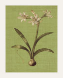 Botanica Verde I Prints by John Seba Botanica Verde I Prints by John Seba