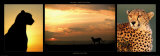 Cheetah at Sunset Plakater af Michel & Christine Denis-Huot Cheetah at Sunset Plakater af Michel & Christine Denis-Huot