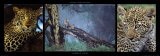 Leopards in Nakuru Poster von Michel & Christine Denis-Huot