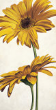 Armonie in Giallo Poster von Eva Barberini
