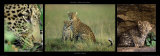 Familia de leopardos Pósters por Michel & Christine Denis-Huot