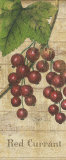 Country Fruits II Prints by Philippa 