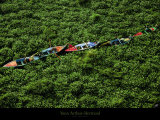 Barques Prises dans les Jacinthes d'Eau sur le Nil, Egypte Posters par Yann Arthus-Bertrand