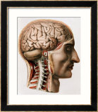 The Brain, Plate from "Traite Complet de L'Anatomie de L'Homme"  1866-67 Estampe encadrée par Nicolas Henri Jacob